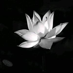 Meet your Posher, Thao